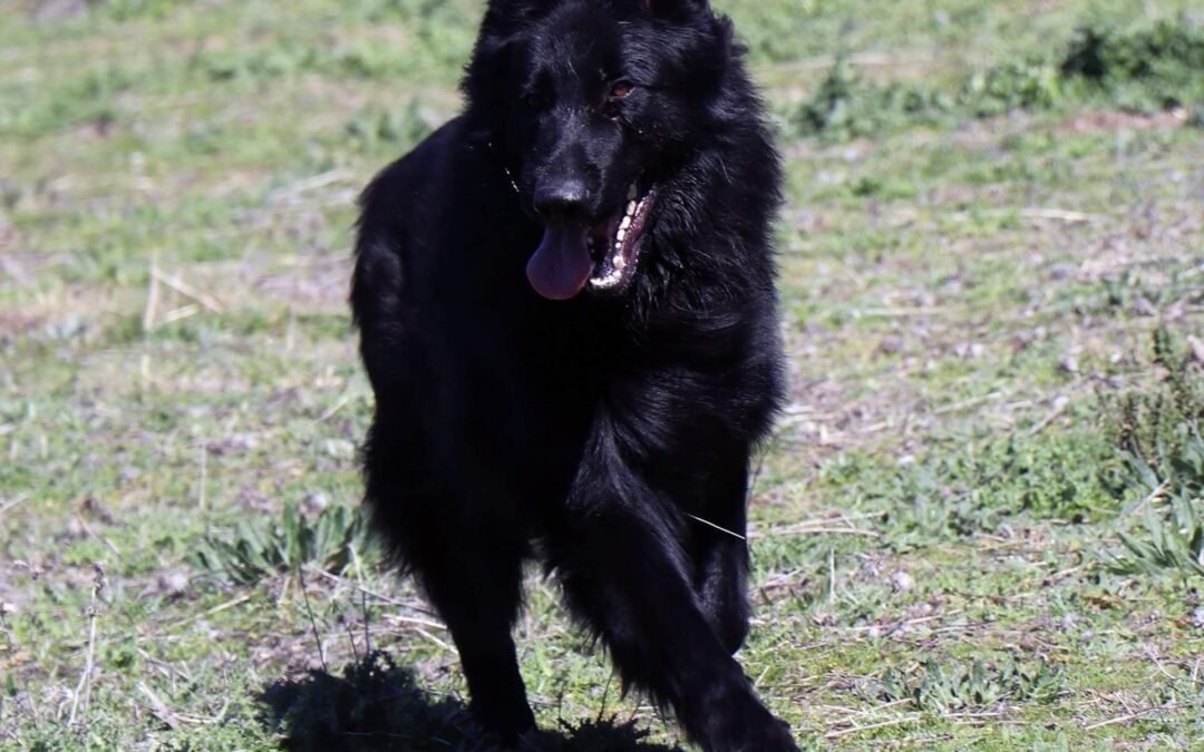 Pastor alemán negro sólido, parecido al Calupoh